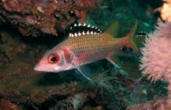 Blackfin Squirrelfish. The Chimney, Wongat Island, Madang... by Jan Messersmith 